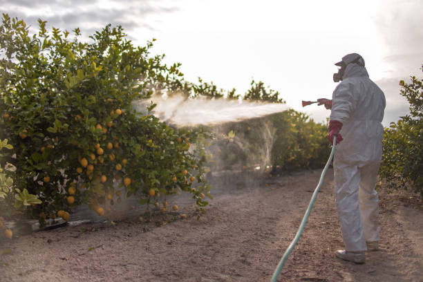 Best Local Pest Control Services  in Dodson Branch, TN
