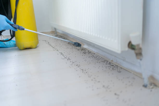 Best Termite Control Services  in Dodson Branch, TN